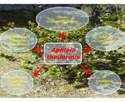 Image result for Aphloia theiformis