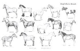 Rural Heritage Draft Horse Breeds Illustration