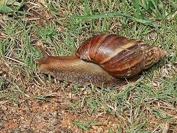 However, according to shell structure (as they get older, the more growth rings at the edge of their shell), some snails lived beyond 30 years. Giant African And New Zealand Land Snails Fascinating Animals Owlcation