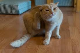 The majority of cat allergies are caused by a small stable glycoprotein called fel d1 found in cat saliva. Skin Itchiness And Allergic Dermatitis In Cats Dublin Bay Vets