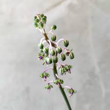 Image result for Ledebouria cordifolia