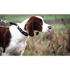 Image result for irský červenobílý setr