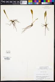 Image result for Ophioglossum polyphyllum