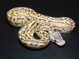 Reptile expos usually have good deals! Puzzle Super Pastel Morph List World Of Ball Pythons