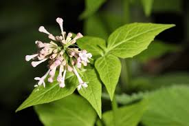 Image result for Valerianaceae