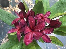 Common red (salmon pink) plumeriathis red plumeria is common here in the philippines. Plumeria