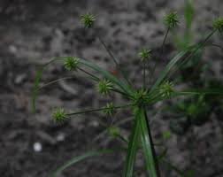 Image result for Cyperus dichrostachyus