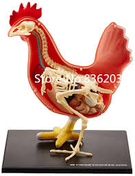 4d Mestre Frango Esqueleto Completo Engracado Anatomia Membro Masculino Medico Cranio Humano Esqueleto Anatomico Modelo Ciencia Brinquedo Educacional Anatomical Model Anatomy Model4d Master Aliexpress