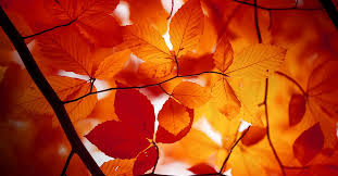 Reid Wilson Obituary