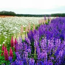 在北海道富田农场 捏花惹草 左右逢源 北海道 日本 富田农场 outdoor plants farmland