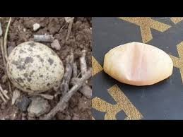 التخلص من بيض القمل نهائياً أسباب وجود النمل الأسود في البيت; Ø§Ù„ÙØ±Ù‚ Ø¨ÙŠÙ† Ø¨ÙŠØ¶ Ø§Ù„Ø«Ø¹Ø§Ø¨ÙŠÙ† ÙˆØ£Ù‰ Ø¨ÙŠØ¶ Ø¢Ø®Ø± Ø¨Ø³Ù‡ÙˆÙ„Ø© Ù…Ø¹ Ø§Ø­Ù…Ø¯ Ø§Ù„Ø¯ÙƒØ±ÙˆÙ†Ù‰ Youtube