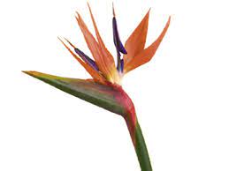 Bird Of Paradise Flower Meaning Symbolism Teleflora