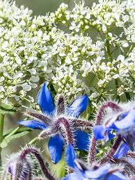 Ail des ours, asperge sauvage, pimprenelle, acacia, oseille, voici quelques espèces à récolter dans fleurs comestibles : Quelques Fleurs Comestibles A Decouvrir Et A Cuisiner