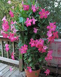 I called him, explained the problem, and then drove from the southshore with the defective crib parts. 38 Flores Mandeville Ideas Plants Flowers Flores