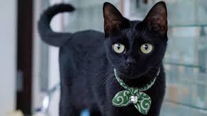 Happy Black Cat Appreciation Day Here Are Seven Reasons Why Black Cats Rule Black Cats Rock Cute Puppies And Kittens Black Cat Appreciation Day