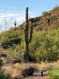 It is a suburb about 20 miles (32 km) east of phoenix in the east valley section of the phoenix metropolitan area. Poor Cactus Las Sendas Golf Club In Mesa Az Golf