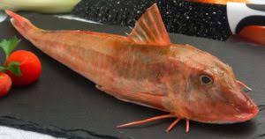 Wet feeding, pickled fish, fish in brine, preserved fish. Gallinella Di Mare O Pesce Cappone Come Si Cuoce Ilcuocoincamicia Com