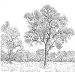 Image result for Combretum oxystachyum