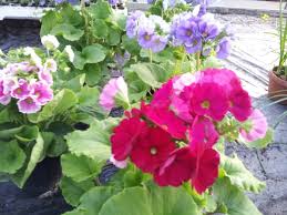 Scopri con noi lepiante da giardino dai fiori rosa e tutte le loro caratteristiche di coltivazione. Piante Da Appartamento Primaverili