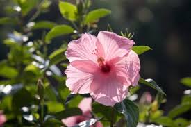 When the new growth matures and gets more woody, flowers will start to build that can last from spring to autumn. How To Shape A Hibiscus
