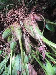 Image result for Orchidaceae