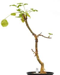 Image result for Monadenium torrei