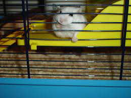 What size cage does a hamster need? The Best Hamster Cage Size How Big Should It Be Pethelpful