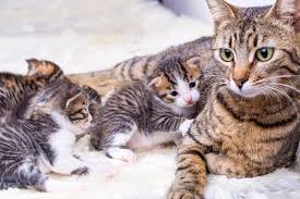 As the birth approaches, you will notice that the cat will take on a restless attitude. Distocia Difficulty Giving Birth Hillcrest Animal Hospital