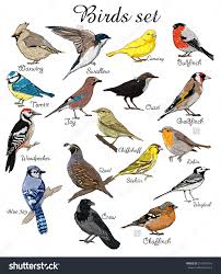 Big Set Birds Birds Flying Animals Bird Silhouette Bird Vector Crow Bluejay Canary Woodpecker Robin Chiffc Bird Silhouette Birds Flying Bird Drawings