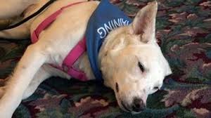 Pin On Heartwarming Animal Stories