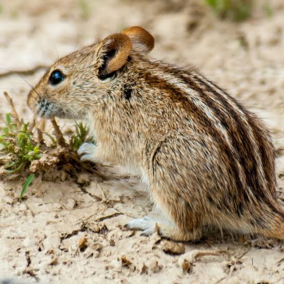 How the Mouse Got Its Stripes - The Atlantic