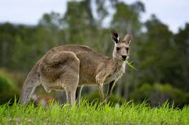 Practice this important skill and power up your kangaroo! Kangaroo Control Methods Controlling Kangaroos In The Landscape