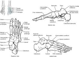 The bones of the leg are the femur, tibia, fibula and patella. Bones Of The Lower Limb Anatomy And Physiology