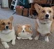 corgi puppies for sale > Where to buy cheap Corgi Puppies ...
