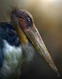 Top 10 Animal Portraits Pet Portraits Animal Photography Animals