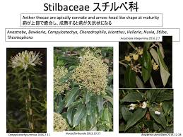 Image result for Stilbaceae