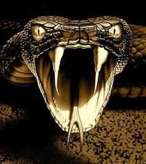Search more high quality free transparent png images on pngkey.com and share it with your friends. 19 Snakes Ideas Beautiful Snakes Snake Reptiles