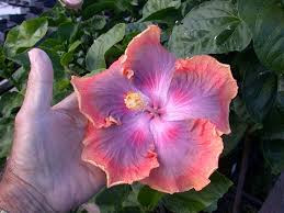 Image result for Hibiscus torrei