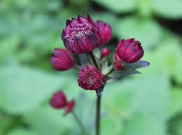 For added interest, bracts remain attractive even after the flowers fade. Astrantia Major Star Of Fire