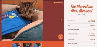 The knight in shining armor fund helps to provide medical care to those pets who need it the most. Successful Adoptions After Austin Shelter Pet Names Go Viral But Cats Like Atomic Toaster Are Still Available Cole Marmalade