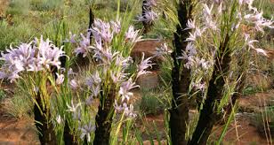 Image result for Xerophyta wentzeliana