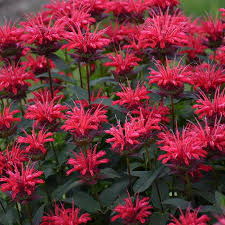 Image result for Monarda didyma