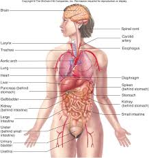Human female brest anatomy medical scheme. Female Anatomy With Organs Anatomy Drawing Diagram