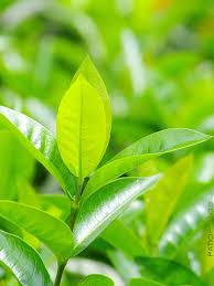 Pin On Growing Plants