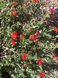 Blue daze thrives in heat and humidity, making it the perfect plant for floridians to grow. Portulaca Easy To Grow Great Bloomers