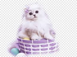 Banyak orang memelihara karena warna dan bentuk bulunya beberapa di antaranya akan disajikan dalam bentuk sketsa gambar kucing di bawah ini. Tubaaen Png Images Pngegg