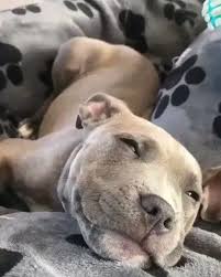 Welcome To Nature On Twitter Imagine Waking Up To Find This Pretty Face Starring At You In 2020 Staffy Dog Dogs Beautiful Dogs