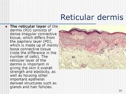 Layers of the dermis this stained slide shows the two components of the dermis—the papillary layer and the reticular layer. Anatomy Of The Skin Lecture 1 Prezentaciya Onlajn