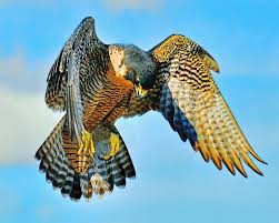 Birds Of Prey Pictures Dramatic Pose Birds Of Prey Beautiful Birds Pet Birds