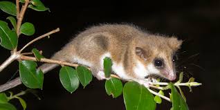 Image result for Monotes glaber